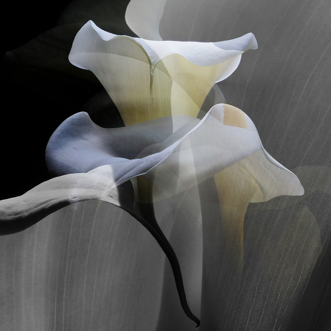 Lyndall_Gerlach_Iconographic_Lily_8.jpg
