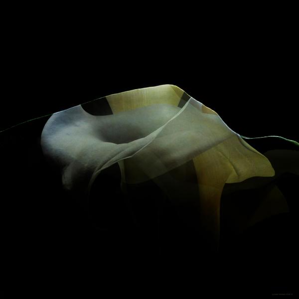 Soft-Yellow-River---abstract-L1040613