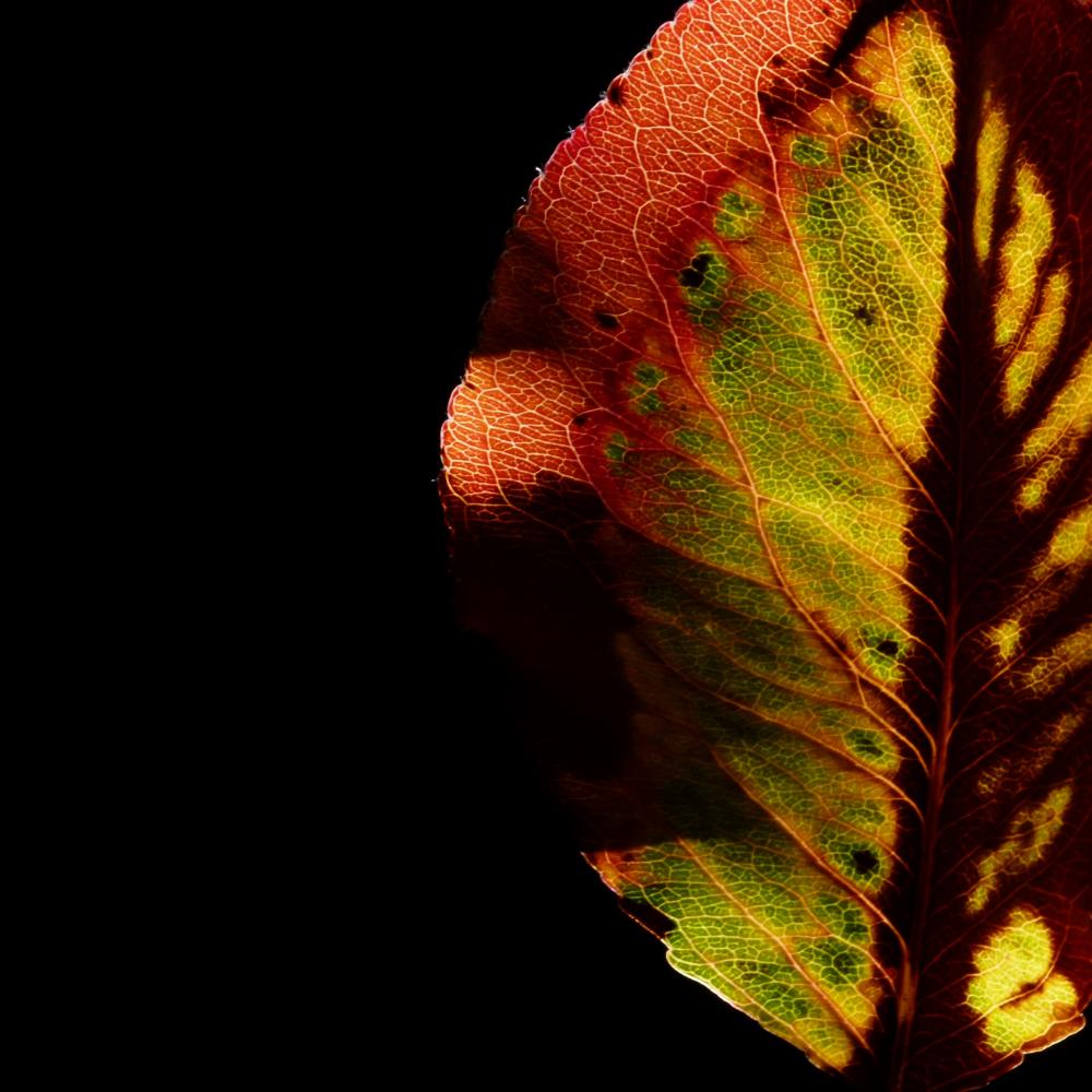 Autumn-Colour-Carnival-L1360862