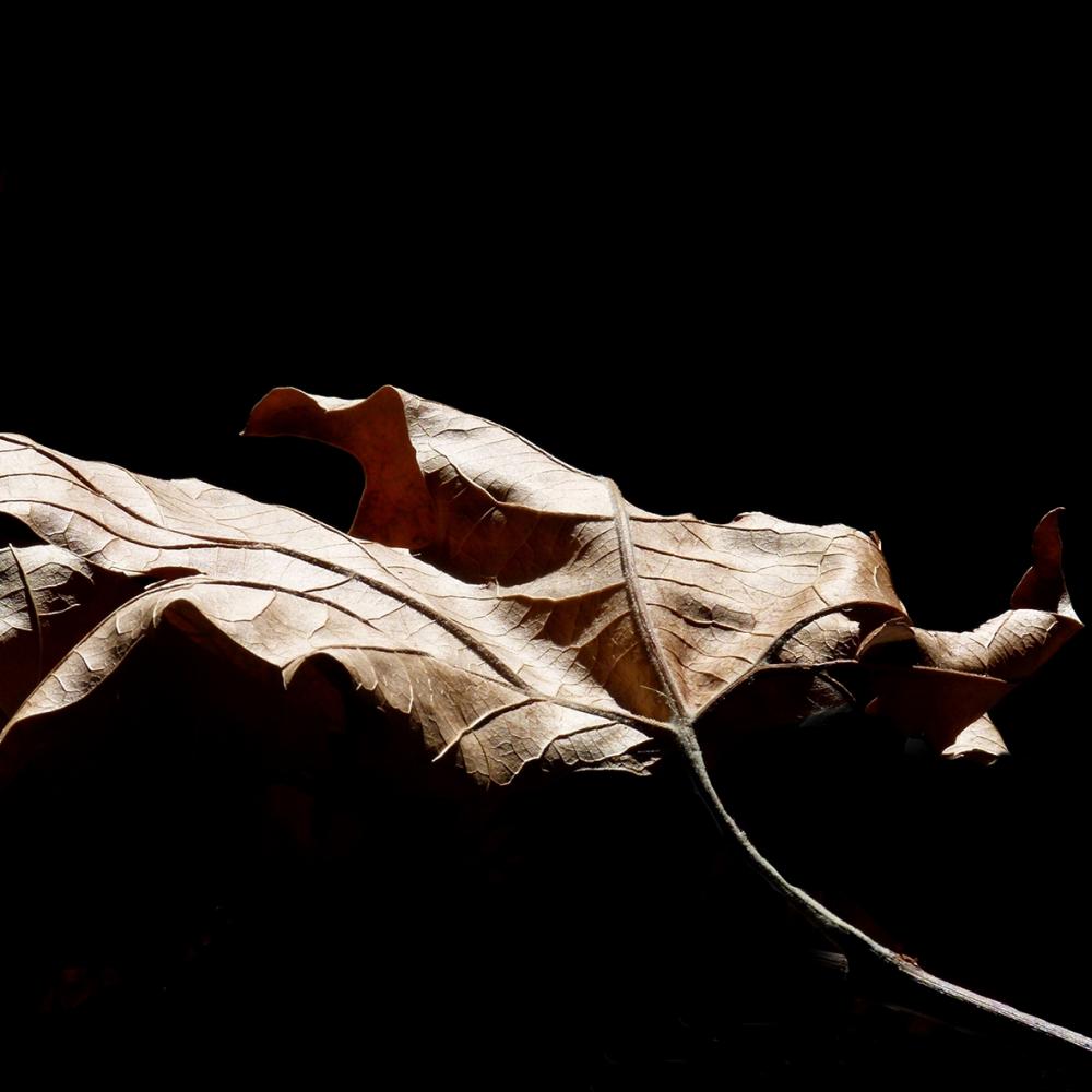 Autumn-Plane-Tree-Study-1-L1360347-WEB