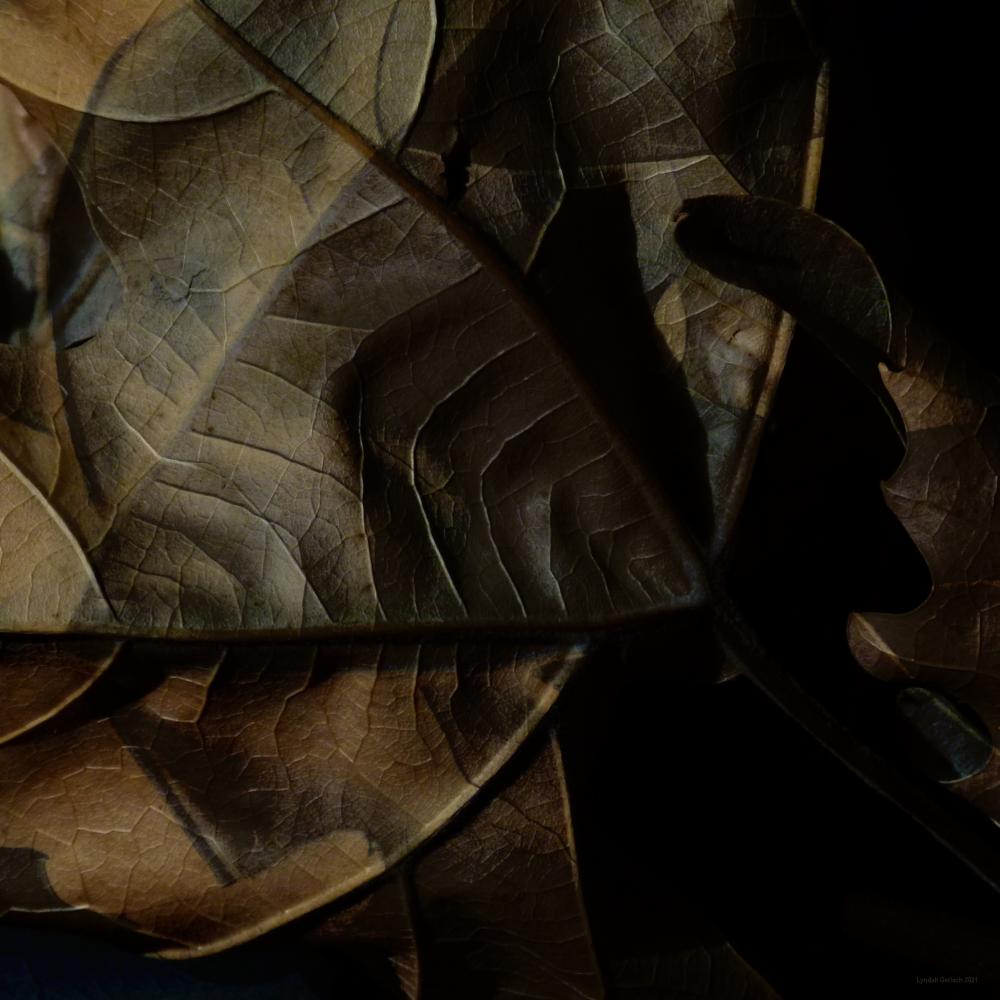 Autumnal-Death-and-decay-L1360436