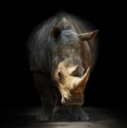 De-saturating-Rhinoceros-2019-2020