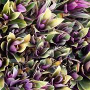 Succulents-2---2019-Summer-Garden-series